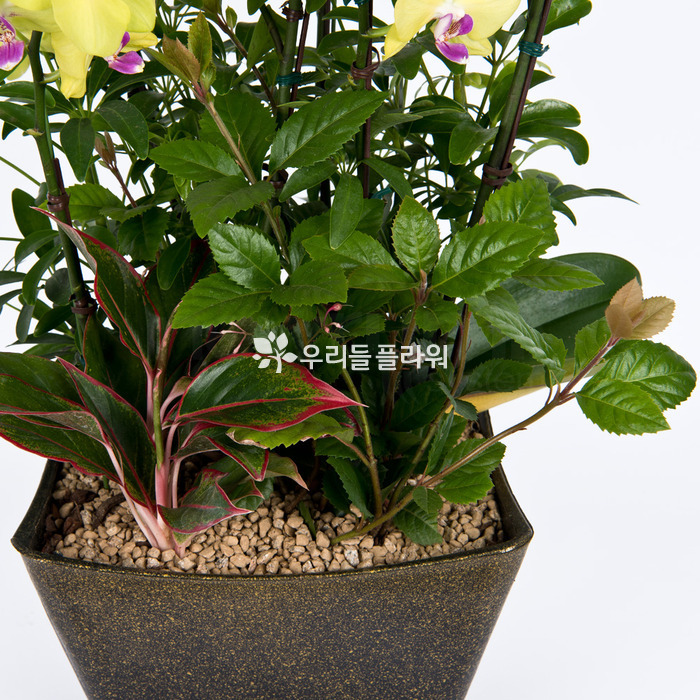 상세이미지