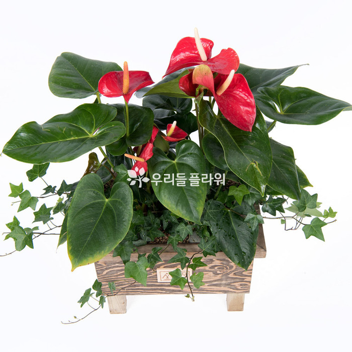 상세이미지