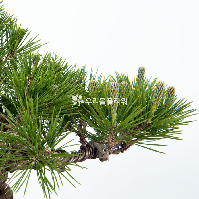 상세이미지