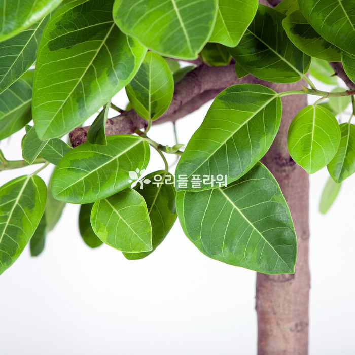상세이미지