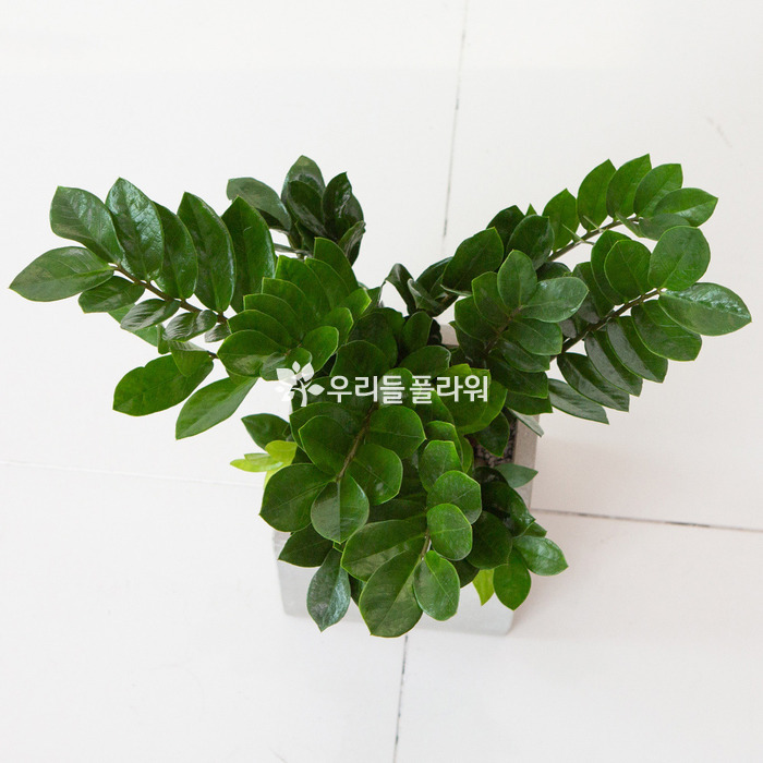상세이미지