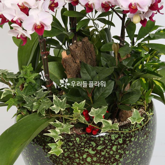 상세이미지
