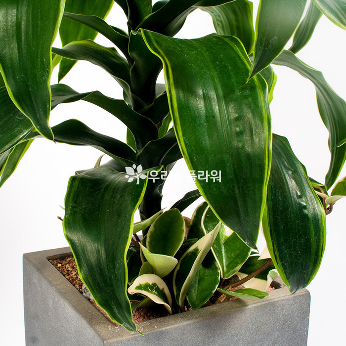 상세이미지