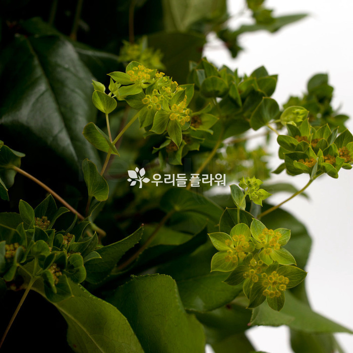 상세이미지