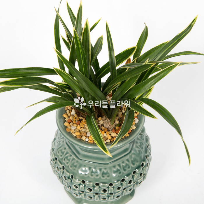 상세이미지