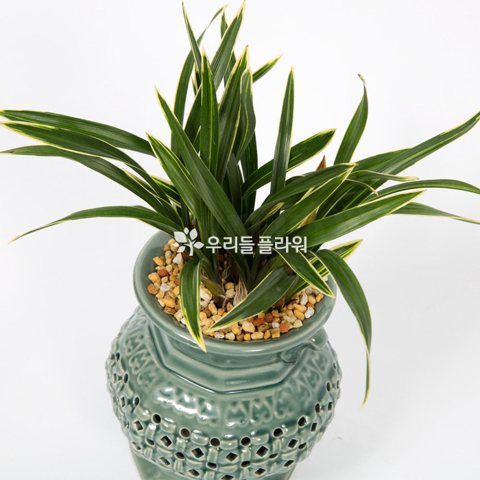 상세이미지