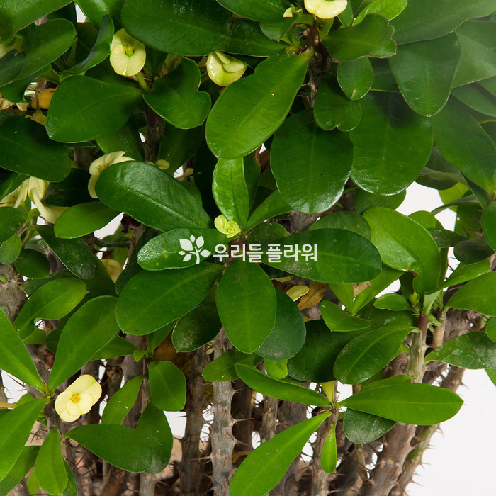 상세이미지
