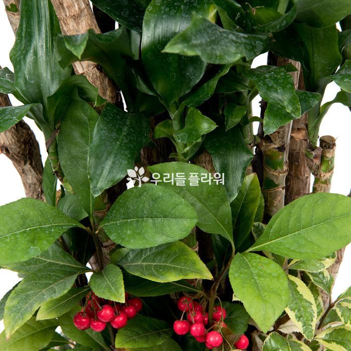 상세이미지