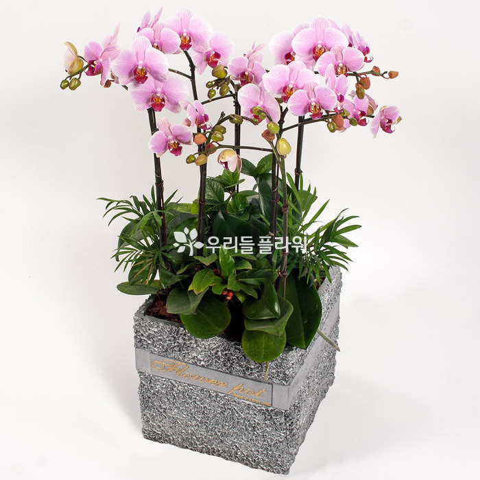 상세이미지