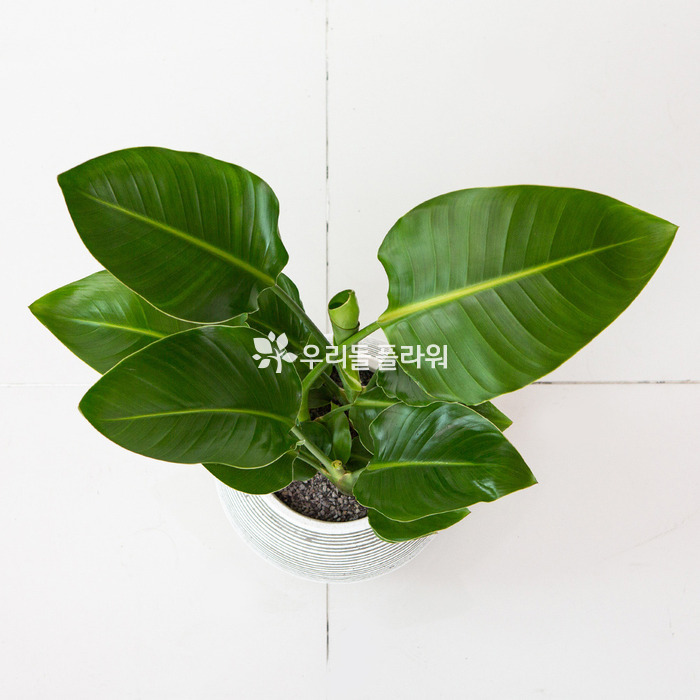 상세이미지
