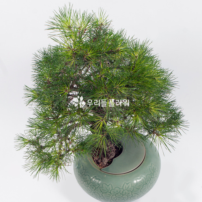 상세이미지