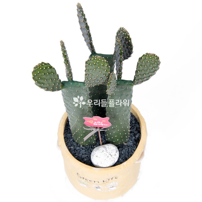 상세이미지