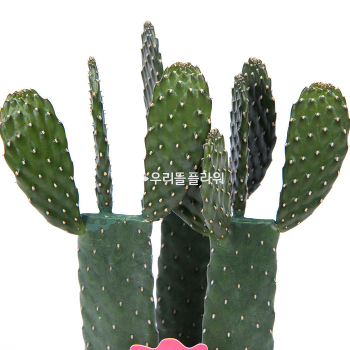 상세이미지