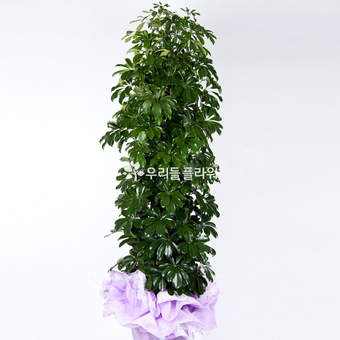 상세이미지