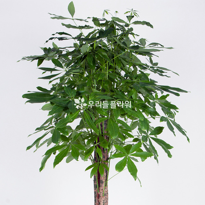 상세이미지