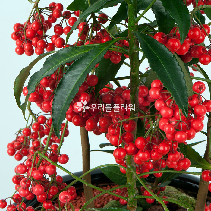 상세이미지