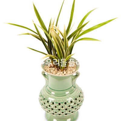 황룡금