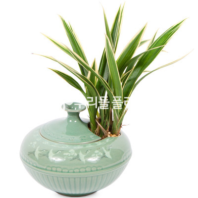 황용금 1022e