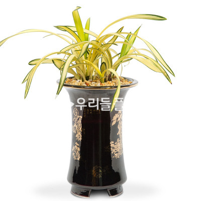 황금강(고급)