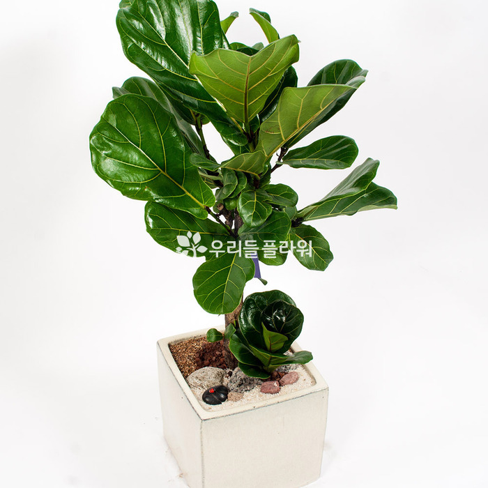 상세이미지