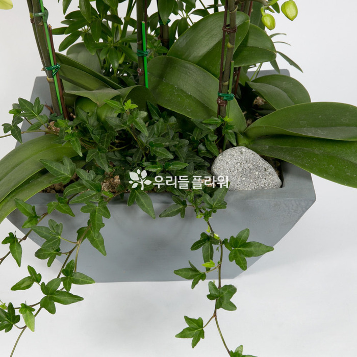상세이미지