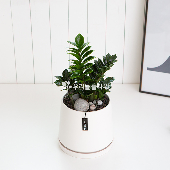 상세이미지