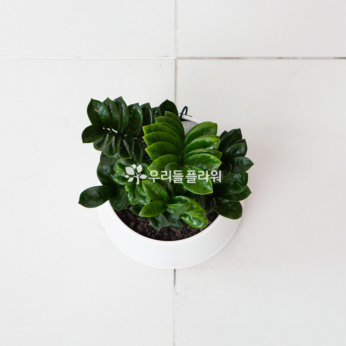 상세이미지