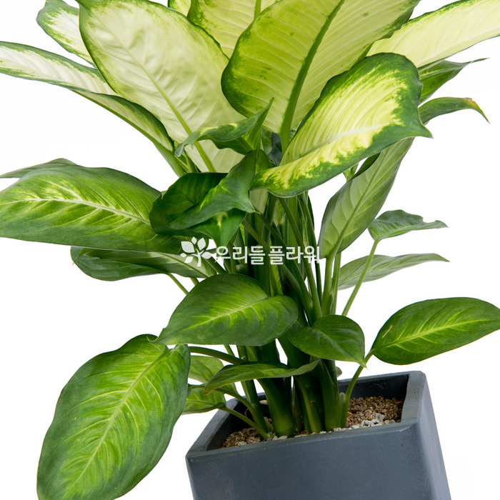 상세이미지