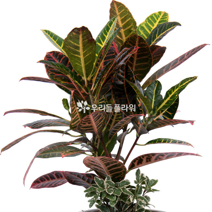 상세이미지