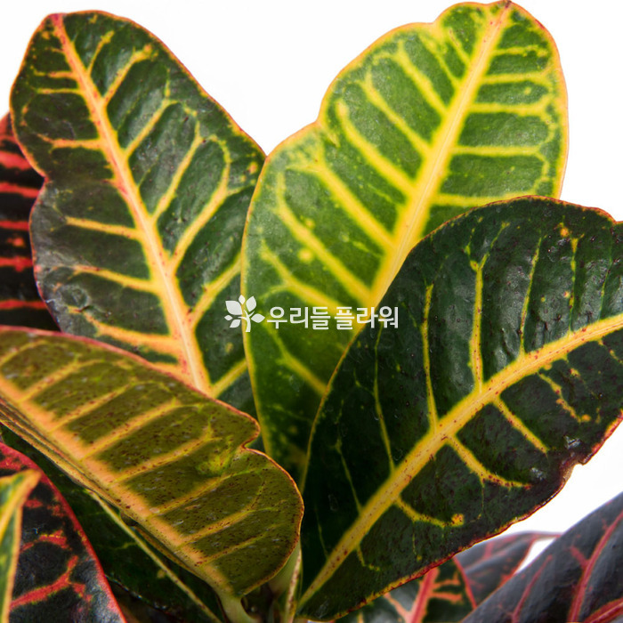 상세이미지