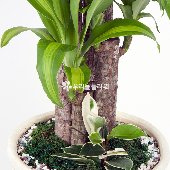 상세이미지