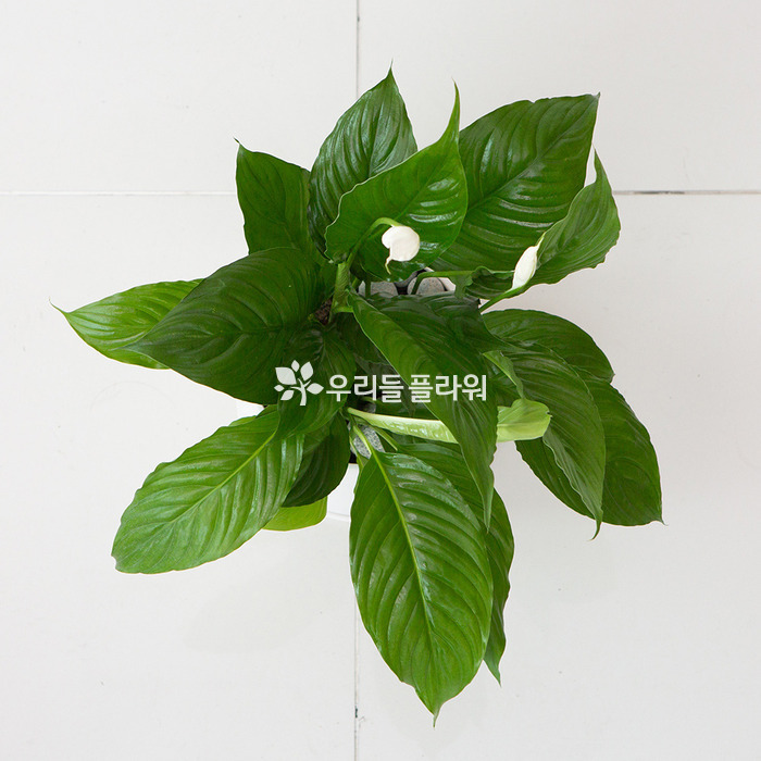 상세이미지
