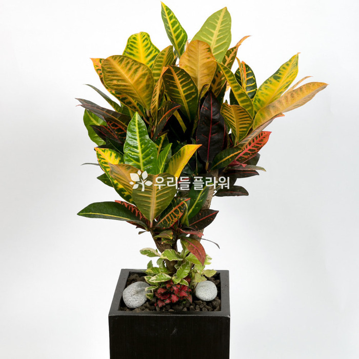 상세이미지