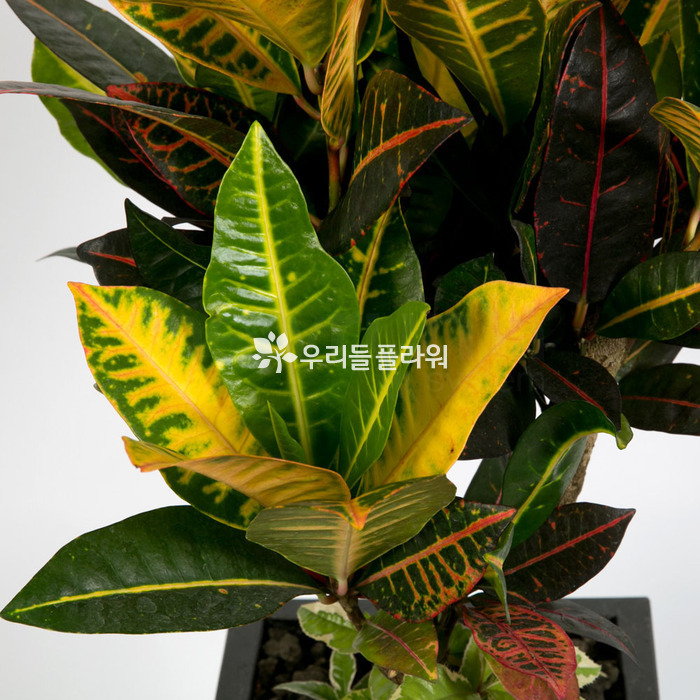 상세이미지