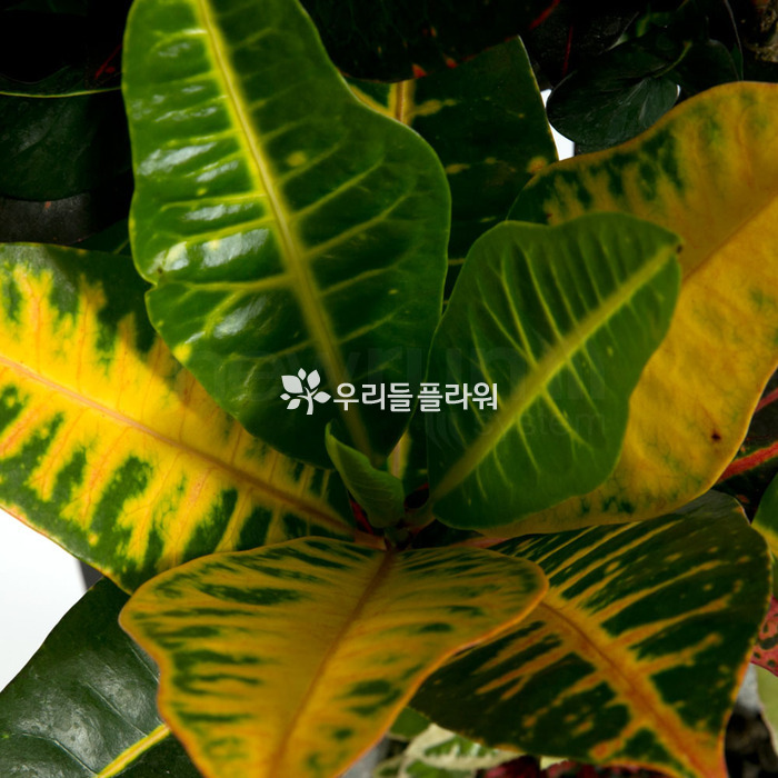 상세이미지