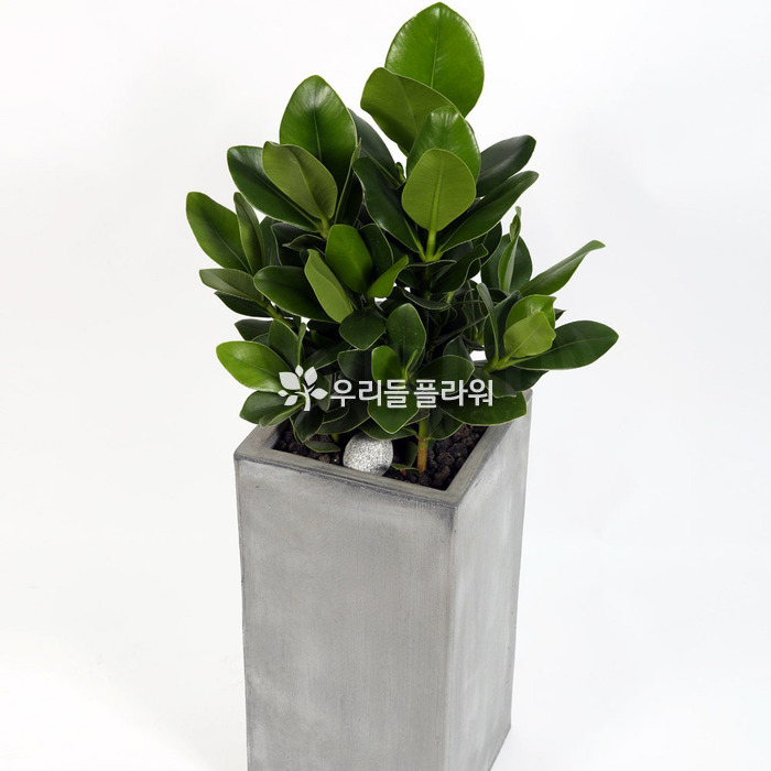 상세이미지