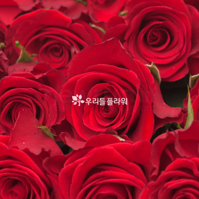 상세이미지