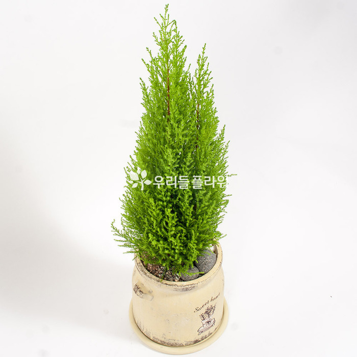 상세이미지