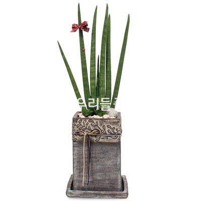 스투키(행복)