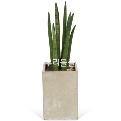 스투키사각시멘트키60