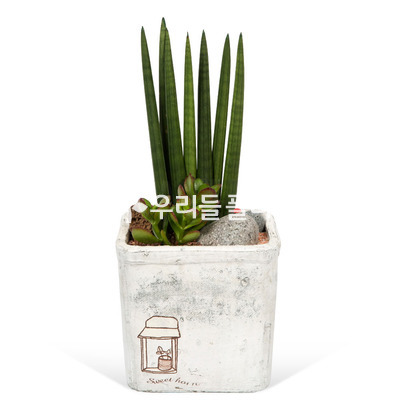 스투키22
