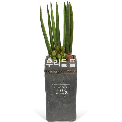 공기정화 스투키 사각분(높이 약60cm내외)