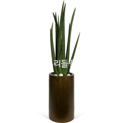 명품 스투키(높이 약70cm내외)