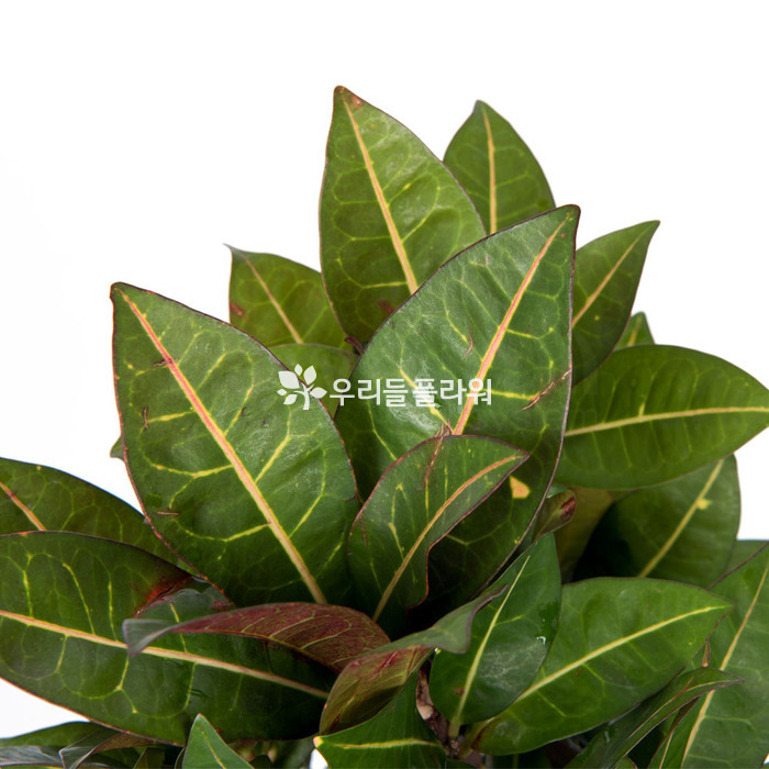 상세이미지