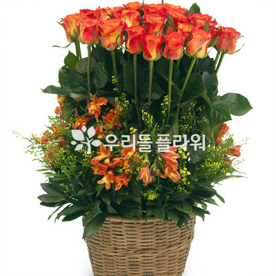 오렌지 마말레이드 2