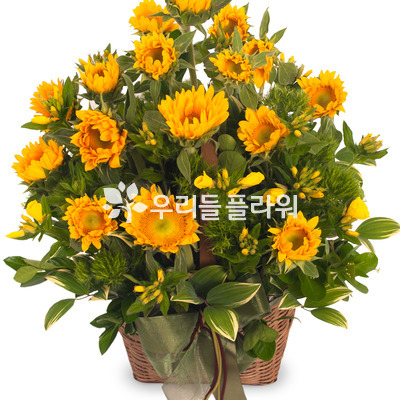 해바라기2