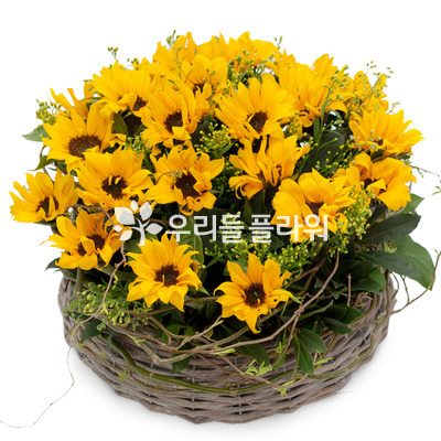 해바라기꽃바구니 382a