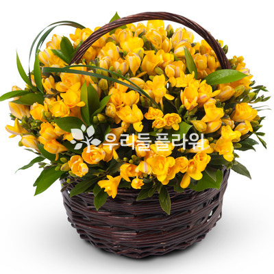 후리지아혼합바구니
