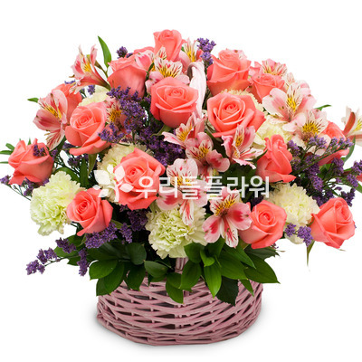 로즈 19호