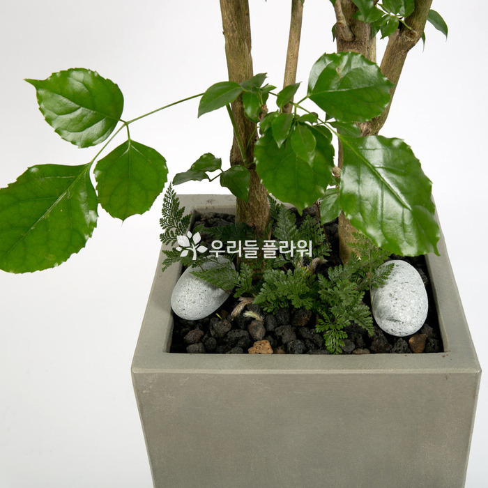 상세이미지